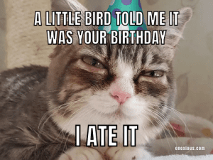 21 Amusing Happy Birthday Cat Meme Ideas