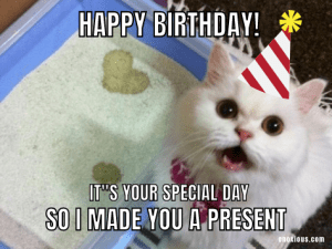 21 Amusing Happy Birthday Cat Meme Ideas